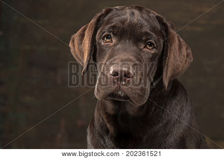 A portrait of a black Labrador dog taken against a black backdrop at studio.