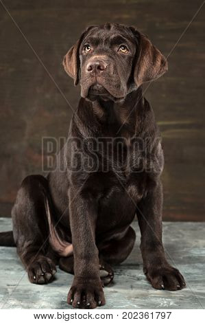 A portrait of a black Labrador dog taken against a black backdrop at studio.