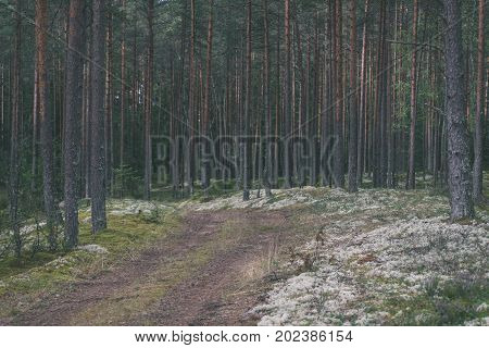 Country Road In Forest - Vintage Effect