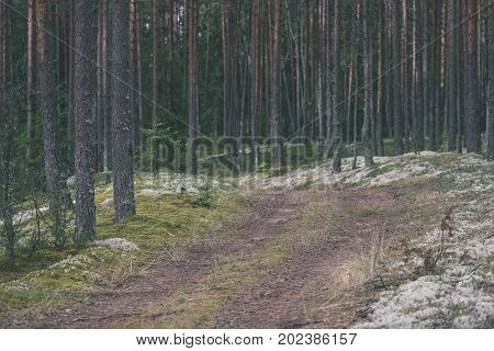 Country Road In Forest - Vintage Effect