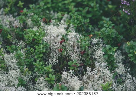 Ripe Red Lingonberry, Partridgeberry, Or Cowberry Grows In Pine Forest. - Vintage Effect