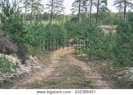 Country Road In Forest - Vintage Effect