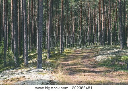 Country Road In Forest - Vintage Effect