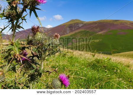 Thorn Bush And Bee On Latrigg, Keswick, Cumbria, Uk