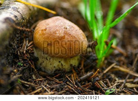 A very delicious and salubrious mushroom Porcini. Hidden in the forest.
