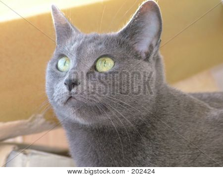 Russian Blue Cat