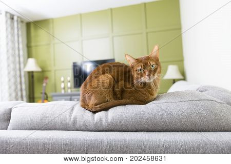 A Cat in the living room on the couch
