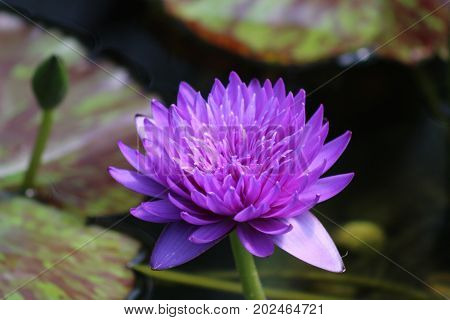 Purple Water Lily Bloom In The Pond