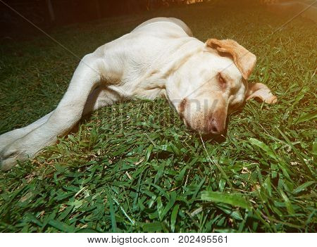 Lazy brown labrador lay on green grass background. Brown relaxed labrador dog