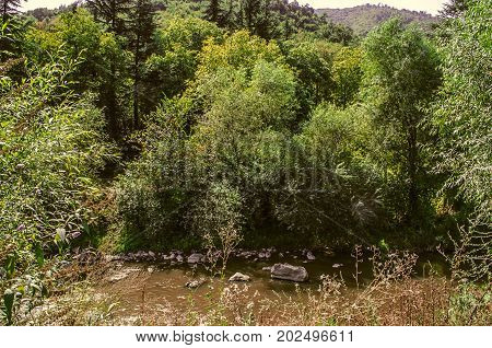 Mountain river Derbent with muddy water and stones among the trees of Armenia