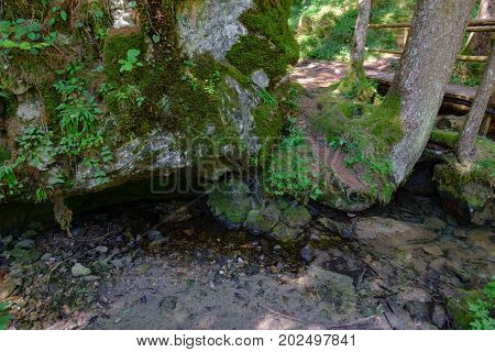 Crna spring in Logarska valley, Slovenia is a steady water stream in the woods and flows later as Savinja river