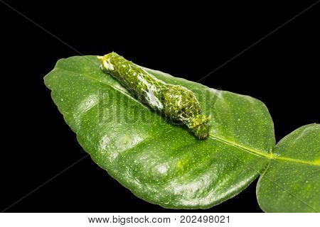 Great Mormon (papilio Memnon) Caterpillar
