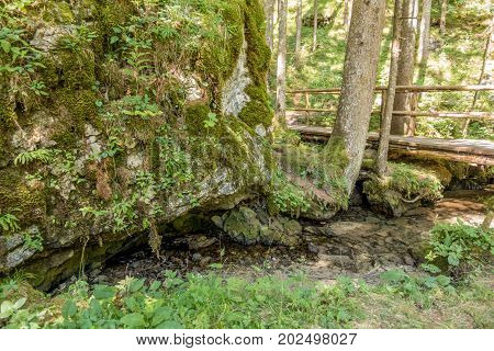 Crna spring in Logarska valley, Slovenia is a steady water stream in the woods and flows later as Savinja river