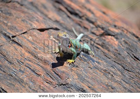 collard lizard seen in Arizona's petrified forest / painted desert national park