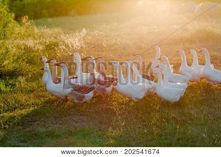 Flock of geese grazing on grass in summer field at sunset.