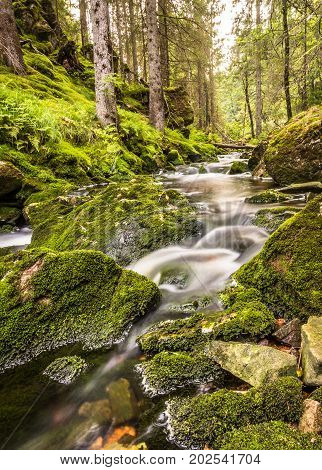 A small waterfall in a green forest with water, rocks, moss and ferns, Norway, vertical image