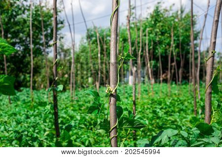 Cow pea plants growing up in backyard garden under the sun