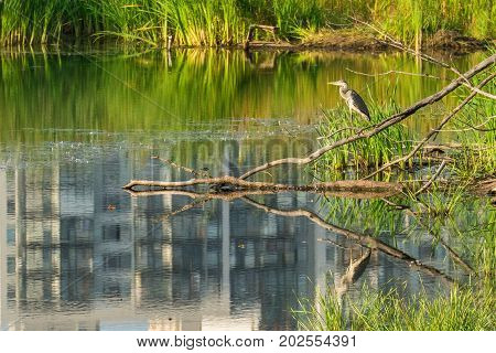 Bird gray heron in a city pond.