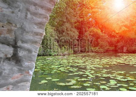 Yellow water lilies in park pond in sunlight. Villa Sorra Castelfranco Emilia Modena Italy