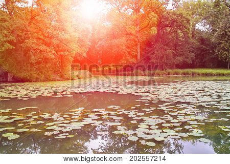 Yellow water lilies in park pond in sunlight. Villa Sorra Castelfranco Emilia Modena Italy