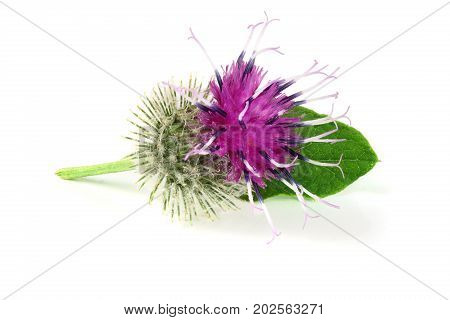Burdock flower isolated on white background. Medicinal plant: Arctium .