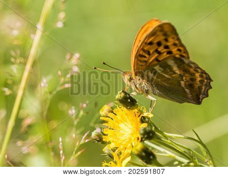 Butterfly Argynnis paphia on a yellow flower, green natural background