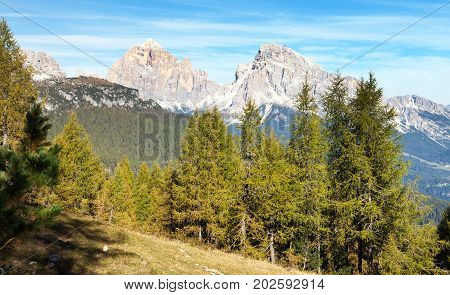 Larch wood and Le Tofane Gruppe Dolomiti Italy