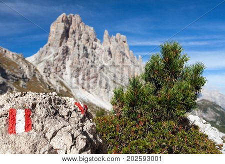 Small pine tree tourist sign and stone and Cima Ambrizzola and Clroda da Lago Italien dolomites