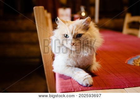 beautiful fluffy cat lies on the table and looks at the camera