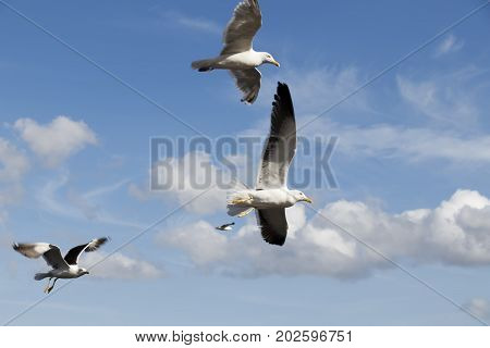 Several sea gulls in flight against a blue sky with white clouds