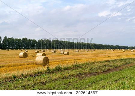 agricultural landscape of the field with straw bales after harvesting of cereals and a forest belt on the horizon