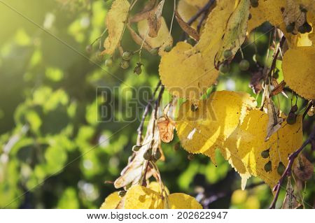 Yellow leaves, turning yellow in autumn Linden in the backlight. Early autumn