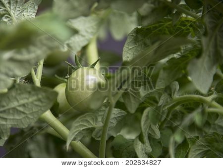 Growing the tomatoes. Unripe tomatoes in the vegetable garden.