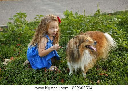 Cute little girl with a dog Sheltie breed. Best friends forever. Dog devotion. Girl and pet darling in the park