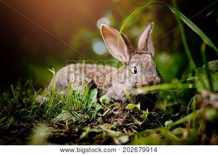 brownish gray little rabbit on a light green background. Concept farm.