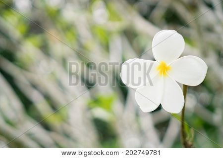 Copy Space Of Plumeria (frangipani) Flower Or Leelawadee Thailand Name.