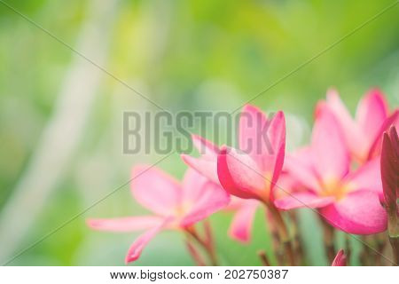 Copy Space Of Plumeria (frangipani) Flower Or Leelawadee Thailand Name.