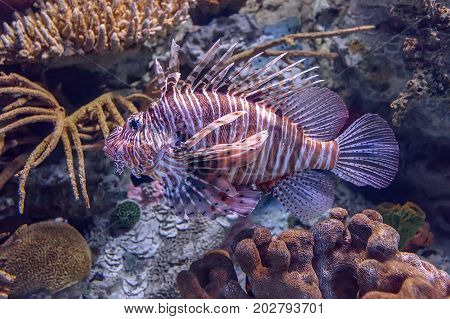 Lionfish in a coral aquarium. Close up