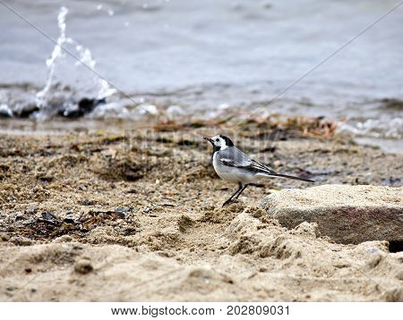 Wagtail looking for food on the lake in the sand, South Ural lake Uvildy