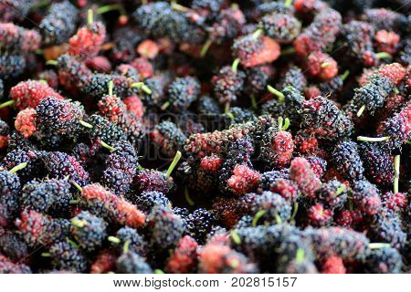 Mulberry background black ripe and red unripe mulberries ** note select focus with shallow depth