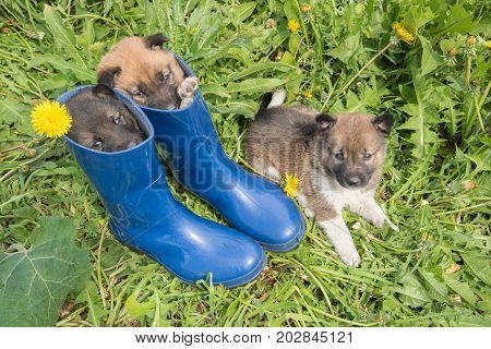 Three young puppies of Siberian dogskin on green grass with dandelions and blue boots in summer