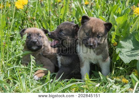 Three young puppies of Siberian dogskin on green grass with dandelions in summer