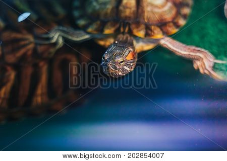 Red Eared Terrapin - Trachemys scripta elegans in the aquarium
