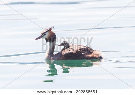 Great Crested Grebe (podiceps Cristatus) With Chick On Back