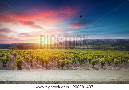 Red wine with barrel on vineyard in green Tuscany, Italy.