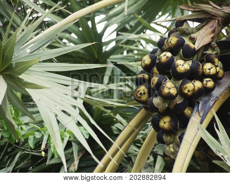 Asian Palmyra Palm Borassus fruit on Arecales palm tree