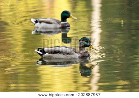 Mallard ducks swiming in lake or river. Birds and animals, autumn season in wildlife