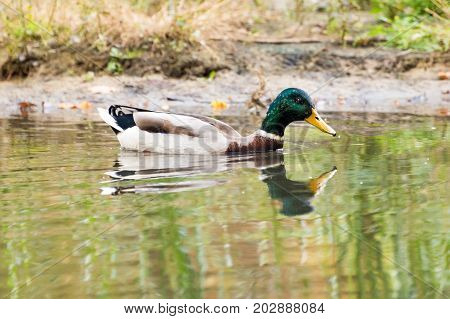Mallard duck swiming in lake or river. Birds and animals, autumn season in wildlife