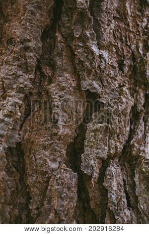 Pine tree bark background. Bark tree texture. Abstract texture and background for graphic design. Organic texture. Rough abstract texture. Natural pattern. Macro view of pine tree bark textured.