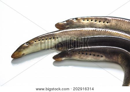 River lamprey - isolated on a white background